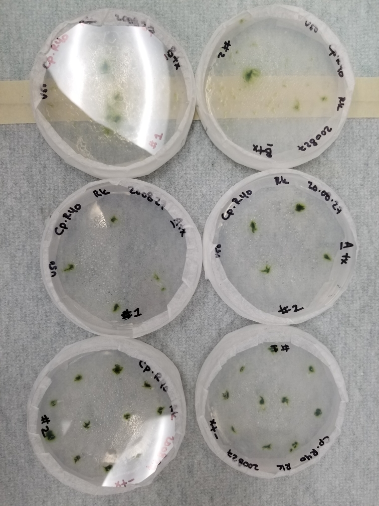 Six petri dishes with green plant specimens inside, labeled with numbers and dates, arranged in two rows of three on a light background.