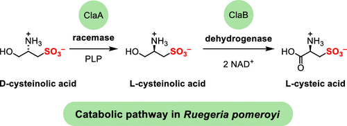 Diagram showing the catabolic pathway in Ruegeria pomeroyi. It includes the conversion of D-cysteinolc acid to L-cysteic acid via enzymes ClaA and ClaB.